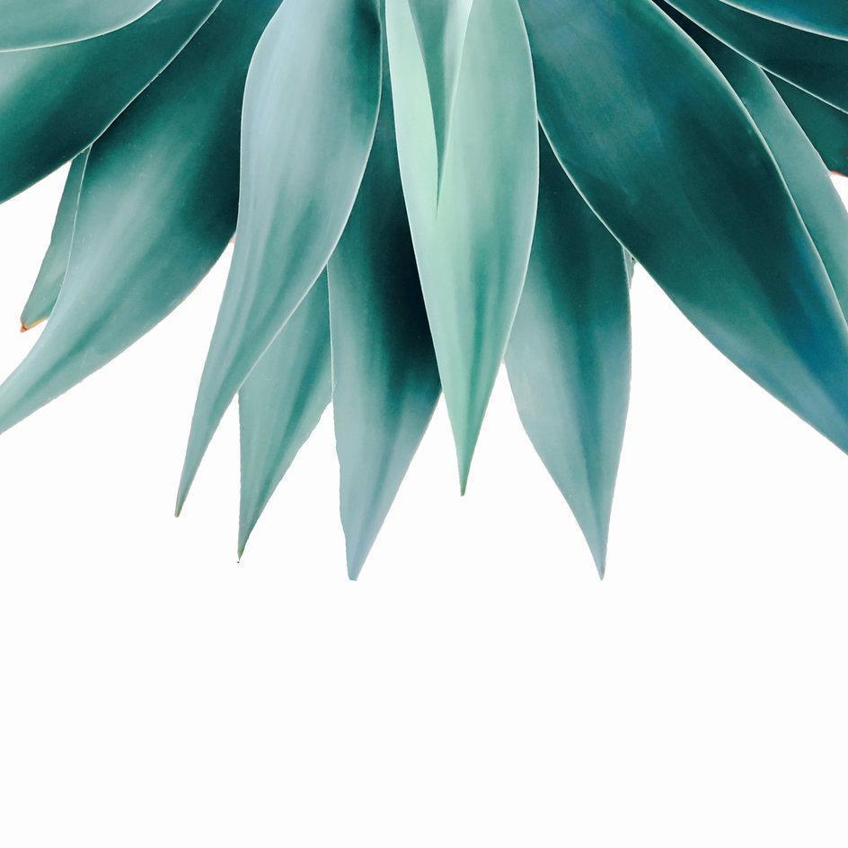 Agave fringe Cushion/Pillow