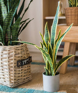 Faux Artificial Snake Plant in Pot Yellow Edged Leaf