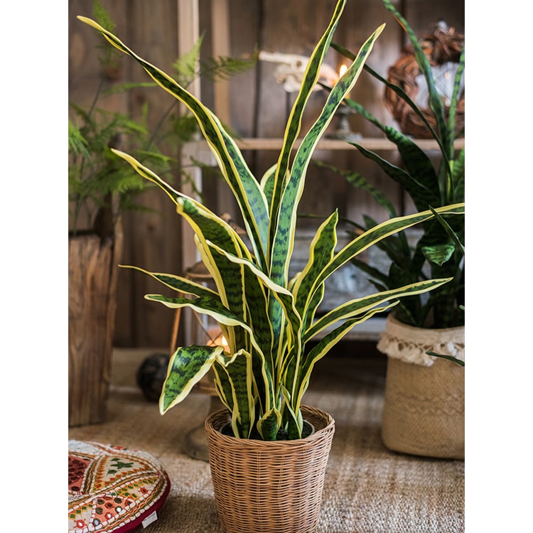 Faux Artificial Snake Plant in Pot Yellow Edged Leaf