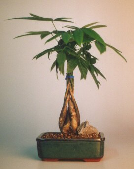 Braided Money Bonsai Tree - 'Good Luck Tree'Medium(pachira aquatica)