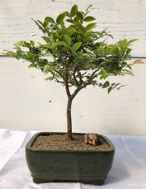 Flowering Jaboticaba Bonsai Tree - Medium (eugenia caulifora)